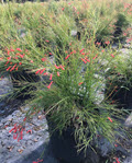 Red Firecracker Plant 